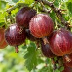 Egreš obyčajný (Grossularia uva-crispa) ´HINNONMAKI ROT´ - výška 70-100 cm, stredne skorý, červený, voľnokorenný - STROMČEKOVÝ/ NA KMIENKU